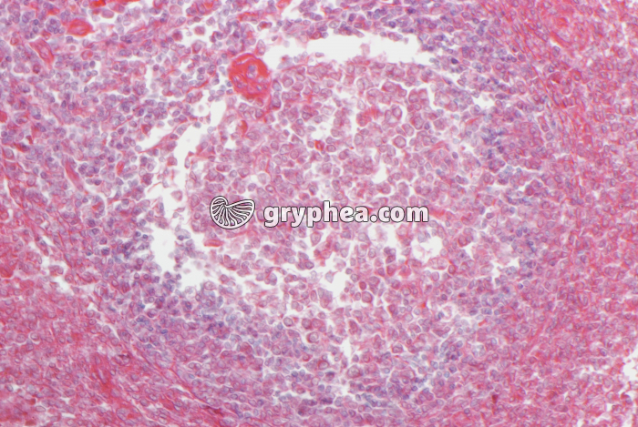 Thymus jeune x100 - gryphea.com